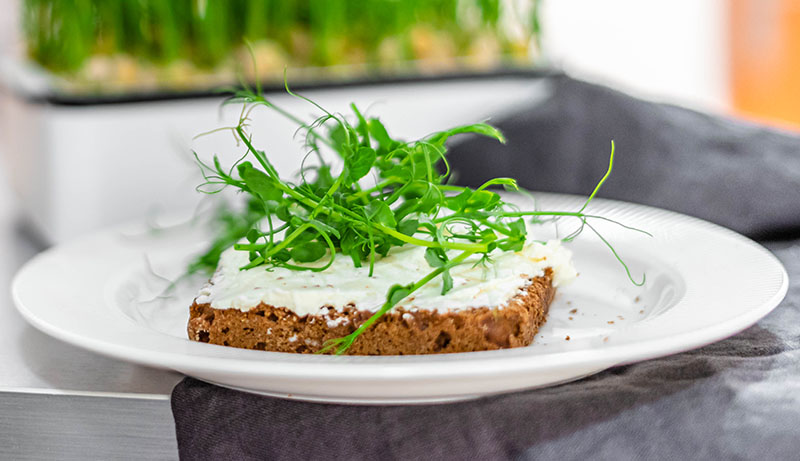 hrášek microgreens